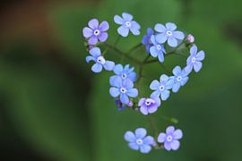flowers in the garden by nele huyck