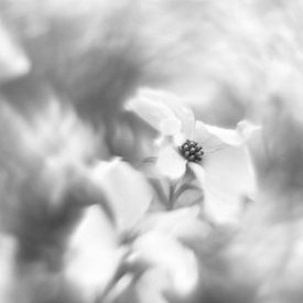 Bloemenrijk van Steffi Hommel