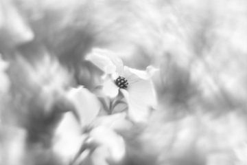 Bloemenrijk van Steffi Hommel