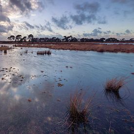 Strabrechtse Heide 291 by Deshamer