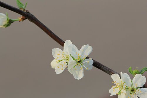 Pruimenbloesem