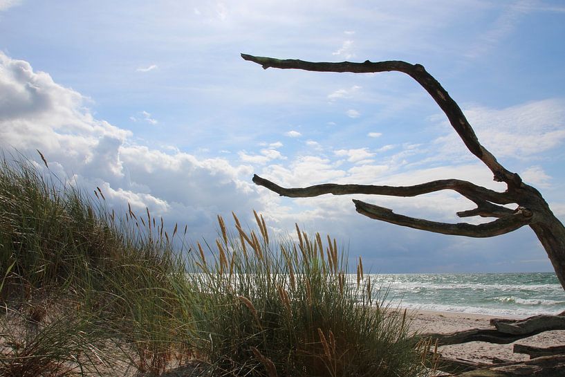 Am Weststrand von Ostsee Bilder