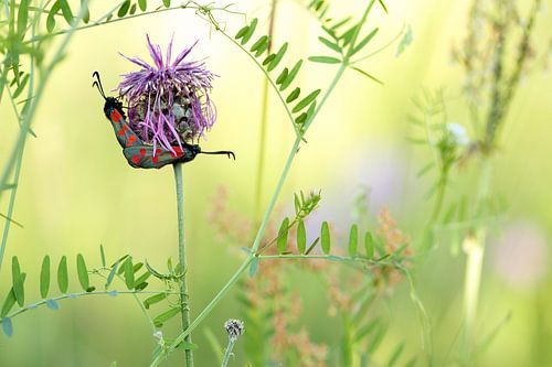 Parende Sint-jansvlinders