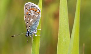 Icarus blauwtje op Texel / Common blue on Texel van Justin Sinner Pictures ( Fotograaf op Texel)