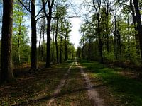 Liesbos / Forrest, Breda, Prinsenbeek, Nederland