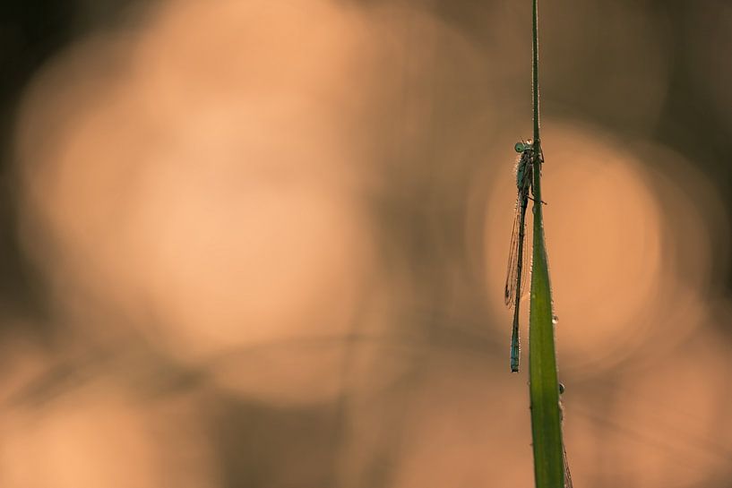 Petite fille dans la lumière du matin par Moetwil en van Dijk - Fotografie