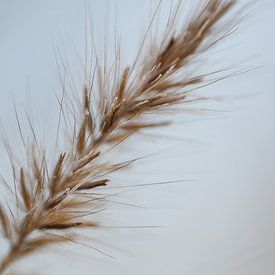 Gefrorene Punkte von Miss Antenna