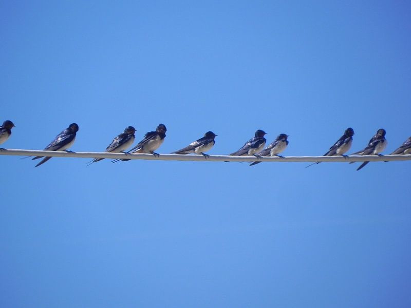 Birds in a row by Ingrid Van Maurik