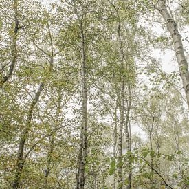 Birkenwald von Douwe Schut