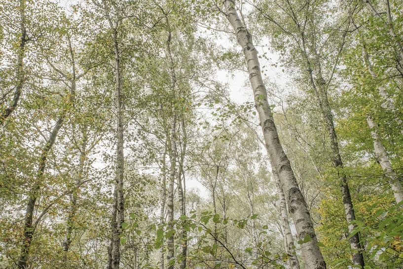 Birkenwald von Douwe Schut