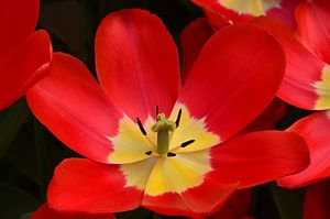 Big bright red Tulip sur Marcel van Duinen