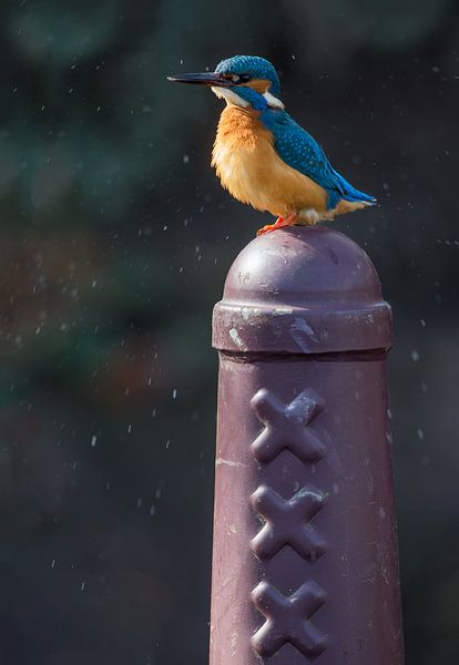 Kingfisher on Amsterdammertje in Amsterdam by Jeroen Stel