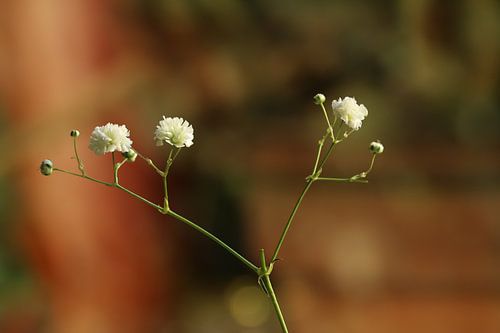 Gipskruid uit een bos bloemen