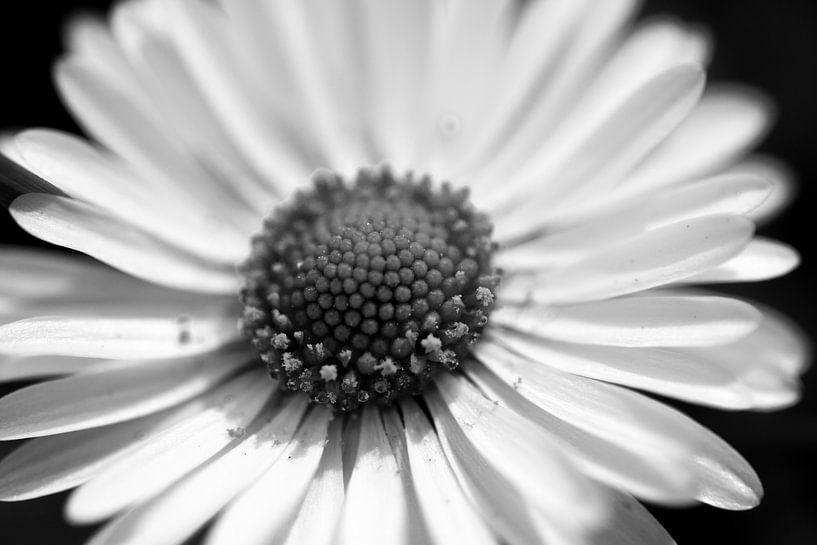 Gänseblümchen in Schwarz-Weiß von Ilse Jansen