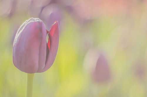 Tulipes violettes en contre-jour à Lisse, Pays-Bas