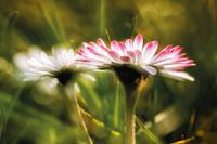 Gänseblümchen im sanften Licht