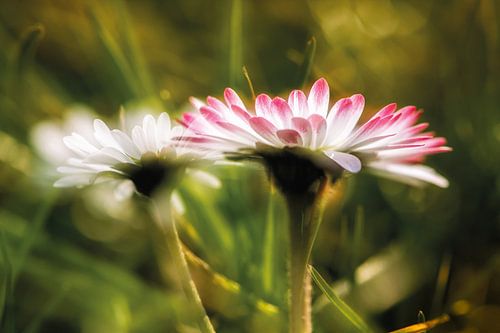 Gänseblümchen im sanften Licht von Nicc Koch
