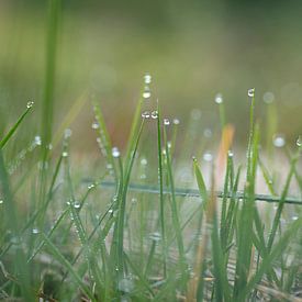 Dewdrops by René Jonkhout