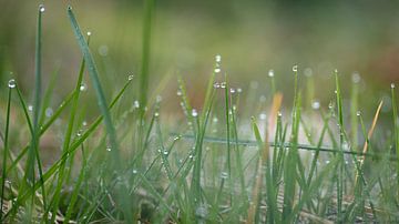 Dewdrops by René Jonkhout