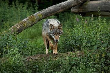 Wolf van Ronald Kromkamp