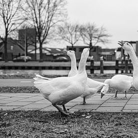 Ganzen aan de Lovense kanaaldijk in Tilburg van Freddie de Roeck