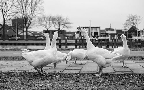 Geese at the Lovense kanaaldijk in Tilburg by Freddie de Roeck
