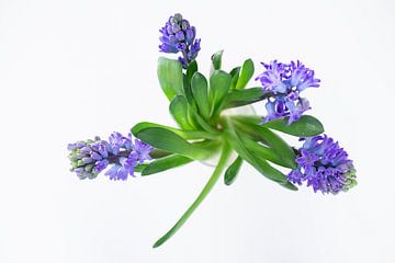 Lente - Hyacinth van Mirjam Riphagen