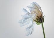 Sterbende Blume von Herwin Wielink Miniaturansicht