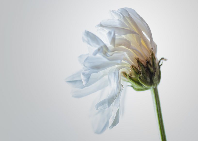 Sterbende Blume von Herwin Wielink