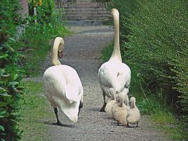 Walking swan family by Anita van Gendt