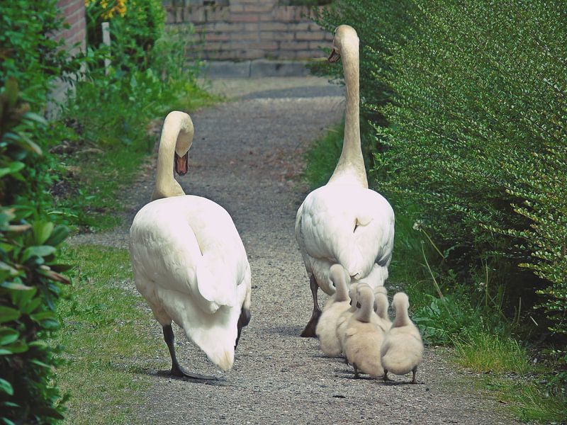 Famille de cygne en marche par Anita van Gendt