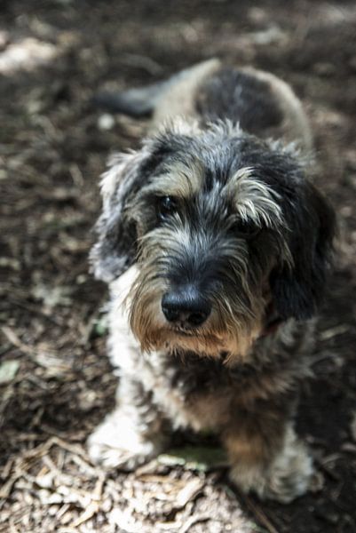 Grey rough-haired dachshund by Norbert Sülzner