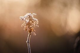 Winter Landscape by Jantina Mulder
