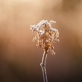 Winterlandschap van Jantina Mulder