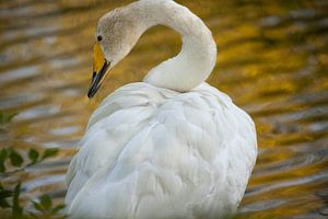 Weißer Schwan
