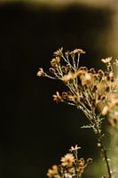 Close-up shot of wild flowers on the Limburg landscape | Nature Photography | Landscape Photography