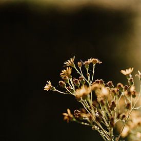 Nahaufnahme von Wildblumen in der Limburger Landschaft | Naturfotografie | Landschaftsfotografie von eighty8things