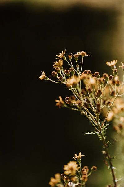 Gros plan sur des fleurs sauvages dans le paysage du Limbourg | Photographie de nature | Photographi par eighty8things