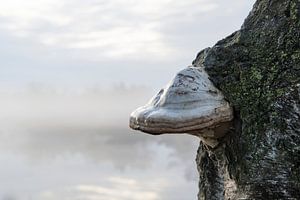 Tinder fungus in morning fog