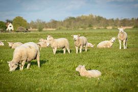 Grazende schapen  van Michel Geluk