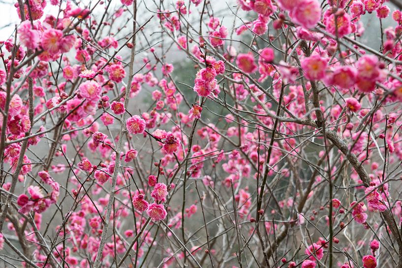 Fleur de cerisier d'hiver dans un paysage de montagne froid par Stella Ammerlaan