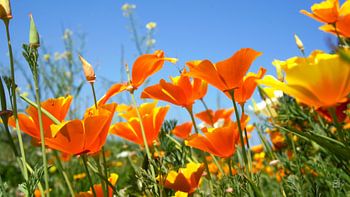Sommerstimmung mit wilden orangefarbenen Blumen und blauem Himmel.