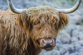 Scottish Highland Cattle