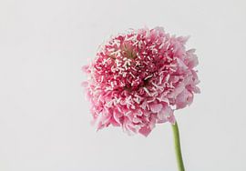 scabiosa bloem van Gerard De Mooij
