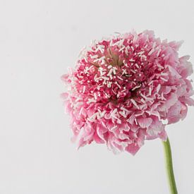 scabiosa bloem van Gerard De Mooij