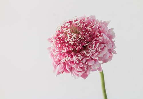 scabiosa bloem