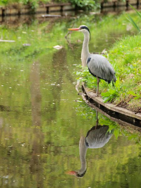 Reiger weerspiegeling van Rinke Velds