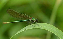 (Verte) Damoiselle sur une tige de roseau sur Layla Scheffer
