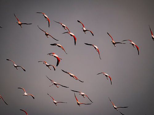 Flying flamingo's by Willemijn Wolthaus