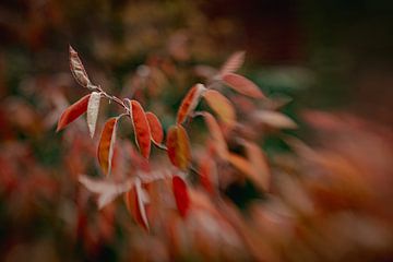 Feathery Love by Hiske Boon